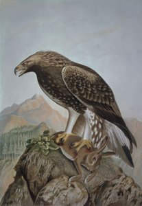 GRAVÜR-LEONADA EAGLE-GENÇ ERKEK - AQUILA CHRYSAETOS