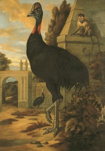 bir Cassowary