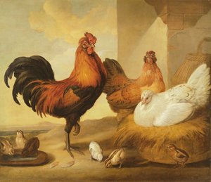 Yerli Horoz, Tavuklar ve Civcivler, 1655