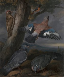 Jay, Yeşil Ağaçkakan, Güvercinler ve Kızılkuyruk by Francis Barlow