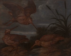 alacakaranlıkta çulluk by Francis Barlow