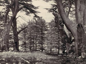 Lübnan Sedirleri, yak. 1857. by Francis Frith