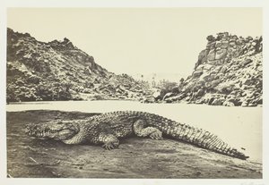 Kum Bankasındaki Timsah, 1857. by Francis Frith