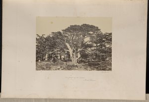 Sedirlerin En Büyüğü, Lübnan Dağı by Francis Frith