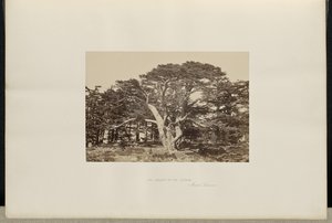 Sedirlerin En Büyüğü, Lübnan Dağı by Francis Frith