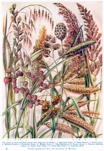  by Francis Robert Hinkins