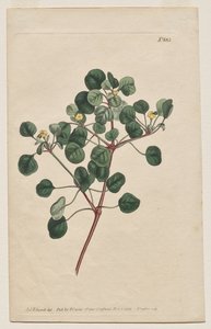 Sergilenen Botanik Dergisi veya Çiçek Bahçesi: Plaka 883, Euphorbia Petiolaris. Uzun Saplı Sütleğen by Francis Sansom