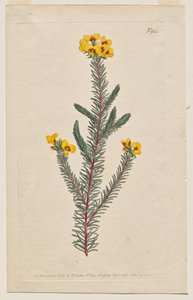 Sergilenen Botanik Dergisi veya Çiçek Bahçesi: Plaka 944, Dillwynia Glaberrima. Pürüzsüz Yapraklı Dillwynnia. [Dillwynia ericifolia gaberrima] by Francis Sansom