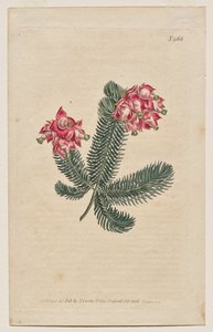 Sergilenen Botanik Dergisi veya Çiçek Bahçesi: Plaka 966, Erica Elegans. Zarif Heath [Erica glauca] by Francis Sansom