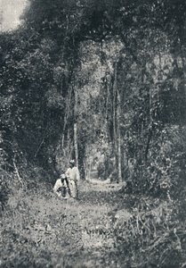Alto Parana Otoyolu, 1895