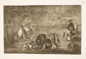 Köpekler boğanın üzerinde tımar edilir by Francisco de Goya