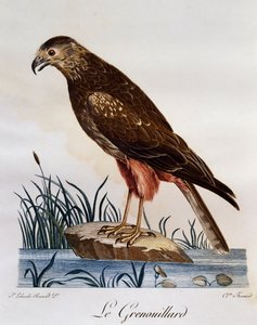 African Marsh Harrier (Circus ranivorus), Afrika Kuşlarının Doğal Tarihinden oyma