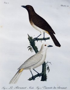 Afrika kırmızı gözlü bülbül (Pycnonotus nigricans), Histoire Naturelle des Oiseaux d