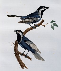 Kül baştankara (Parus cinerascens), Afrika Kuşlarının Doğal Tarihinden gravür by Francois Le Vaillant