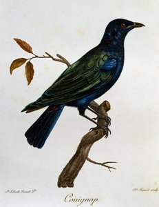 Kara karınlı Parlak Starling (Lamprotornis corruscus), Histoire Naturelle des Oiseaux d