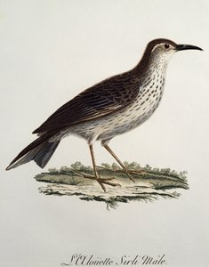 Cape Longbill erkek (Certhilauda curvirostris), gravür Histoire Naturelle des Oiseaux d