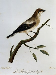 Afrika Kuşlarının Doğal Tarihinden gravür, Ortak Maliye (Lanius collaris)