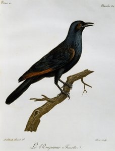 Dişi Kızıl Kanatlı Sığırcık (Onychognathus morio), Histoire Naturelle des Oiseaux d