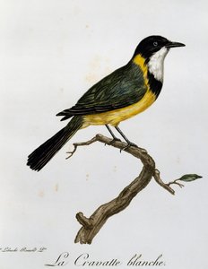 Altın Whistler (Pachycephala pektoralis), Afrika Kuşlarının Doğal Tarihinden gravür by Francois Le Vaillant