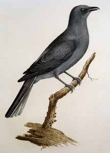 Gri Cuckooshrike (Coracina caesia), Francois Le Vaillant (1753-1824), Fransa tarafından Histoire Naturelle des Oiseaux d