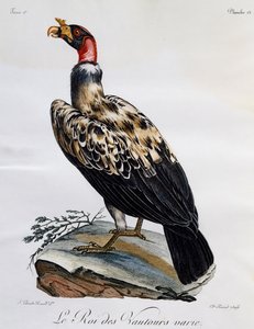 Kral Akbaba (Sarcoramphus papa), Afrika Kuşlarının Doğal Tarihinden gravür