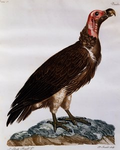 Afrika Kuşlarının Doğal Tarihinden gravür, Lappet Suratlı Akbaba (Torgos tracheliotos)
