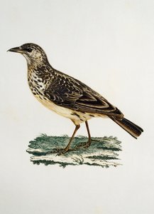 Büyük gagalı Lark (Galerida magnirostris), Francois Le Vaillant (1753-1824), Fransa tarafından Histoire Naturelle des Oiseaux d