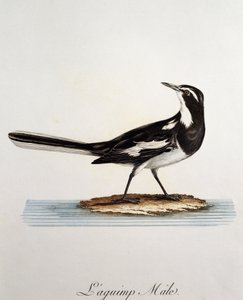 Erkek Afrika Pied Kuyruksallayan (Motacilla aguimp), Francois Le Vaillant (1753-1824), Fransa tarafından Histoire Naturelle des Oiseaux d