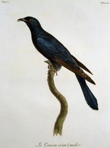 Erkek Kara Guguklu (Cuculus clamosus), Histoire Naturelle des Oiseaux d
