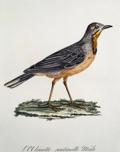 Erkek Uzunpençe Burnu (Macronyx capensis), Francois Le Vaillant (1753-1824), Fransa tarafından Histoire Naturelle des Oiseaux d