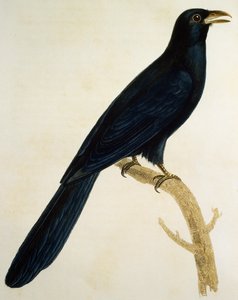 Erkek Coucou a gros bec, Francois Le Vaillant (1753-1824), Fransa tarafından Histoire Naturelle des Oiseaux d