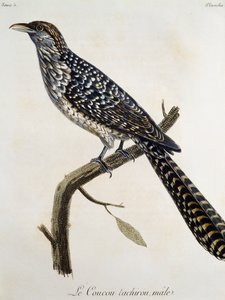 Erkek Coucou tachirou, Francois Le Vaillant (1753-1824), Fransa tarafından Histoire Naturelle des Oiseaux d