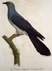 Erkek Guguk kuşu (Cuculus canorus), François Le Vaillant (1753-1824) tarafından Histoire Naturelle des Oiseaux d'Afrique'den gravür, Fransa by Francois Le Vaillant
