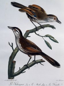 Siyah taçlı Tchagra
