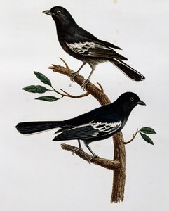 Siyah baştankara (Parus niger) erkek ve dişi, Histoire Naturelle des Oiseaux d