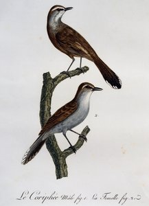 Karoo Scrub-Robin