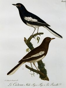 Doğu Saksağan robin