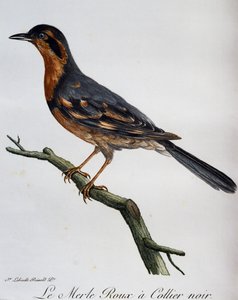 Redbird, siyah yakalı, Afrika Kuşlarının Doğal Tarihinden gravür