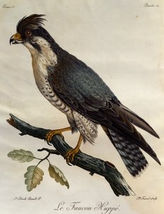 Afrika Kuşlarının Doğal Tarihinden gravür Peregrine Falcon (Falco peregrinus), by Francois Le Vaillant