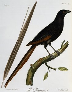 Piapiac (Ptilostomus afer), Histoire Naturelle des Oiseaux d