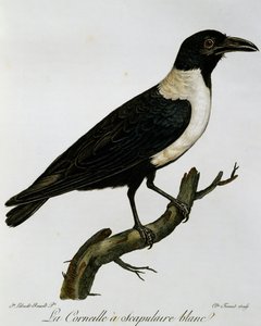 Alaca Kargası (Corvus albus), Afrika Kuşlarının Doğal Tarihinden gravür