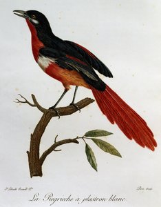 Ak göğüslü Piegriche (Lanius mystacus), Histoire naturelle des Oiseaux d