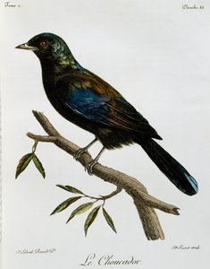 Principe Parlak Starling (Lamprotornis ornatus), Histoire Naturelle des Oiseaux d