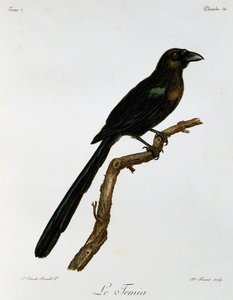 Raket kuyruklu Treepie (Crypsirina temia), Afrika Kuşlarının Doğal Tarihinden gravür