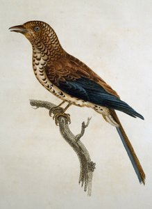 Histoire Naturelle des Oiseaux d