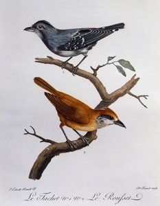 Tachet ve aşağıda, Rousset, Histoire Naturelle des Oiseaux d