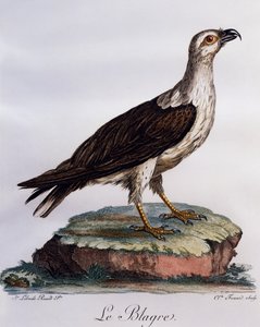 Beyaz karınlı Balık Kartalı (Haliaeetus leucogaster), Histoire Naturelle des Oiseaux d