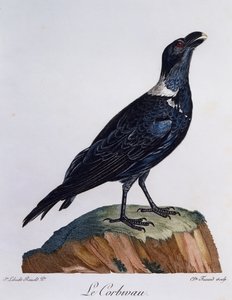 Beyaz boyunlu Kuzgun (Corvus albicollis), Afrika Kuşlarının Doğal Tarihinden gravür