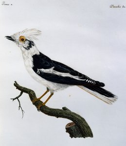 Beyaz Miğfer (Prionops plumatus), Afrika Kuşlarının Doğal Tarihinden gravür