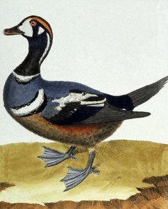 Yakalı ördek. by Francois Nicolas Martinet